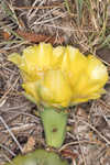 Common pricklypear